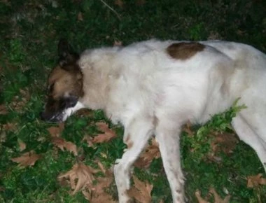 Στυλίδα: Ο Απ. Γκλέτσος επικηρύσσει τους δράστες που έριξαν φόλα σε σκύλους